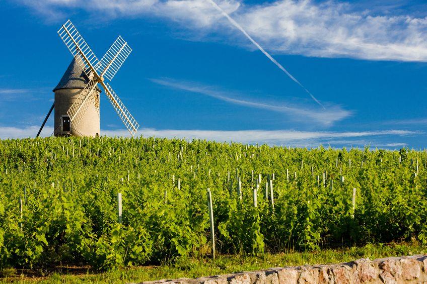 beaujolais-vineyard