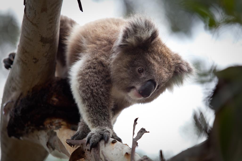 Koalas Phillip Island ThisMagnificentLife