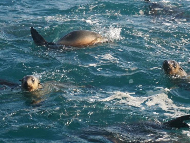 Australian Fur Seals Seal Rocks Phillip Island Wild OceanEco Boat
