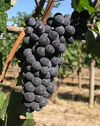 Chehalem_pinot_noir_grapes