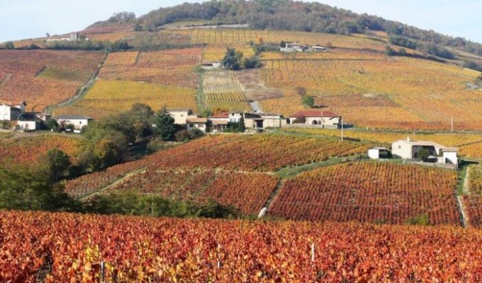 Beaujolais This Magnificent Life