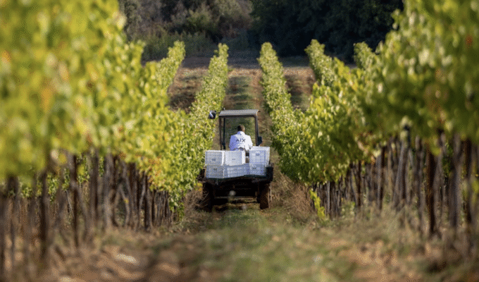 Aix rosé This Magnificent Life