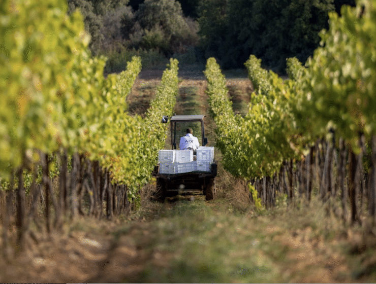 Aix rosé This Magnificent Life