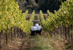 Aix rosé This Magnificent Life